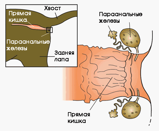 Параанальные железы