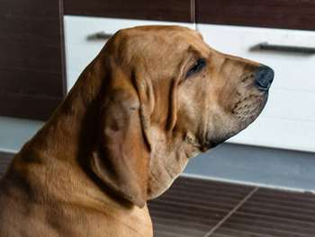 Bruno Jaguar Na Pele Canina