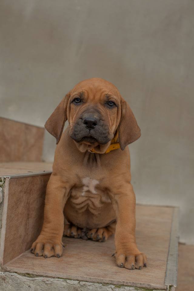 Bias Jaguar Na Pele Canina