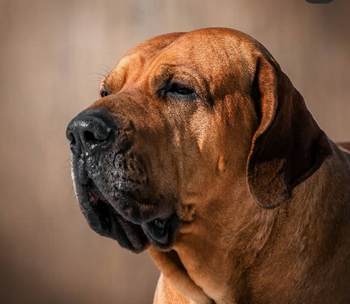 Bogart Jaguar Na Pele Canina